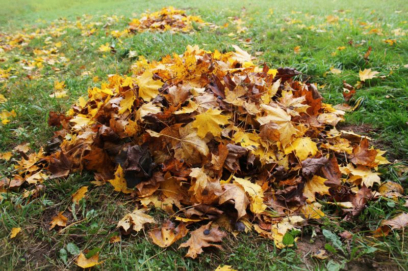 Autumn Lawn Care Image 7