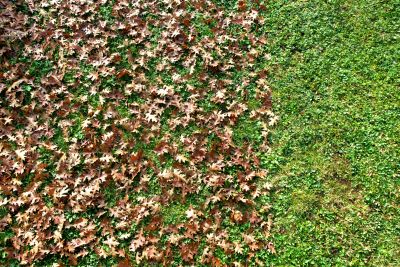 Fall Lawn Cleanup Image 1