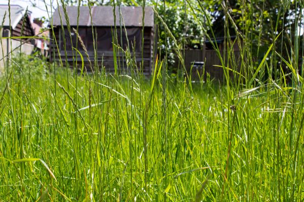 Overgrown Lawn Trimming in Carlisle