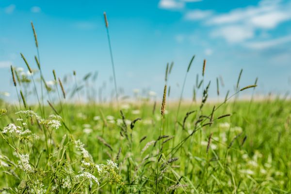 High Grass Trimming in Carlisle